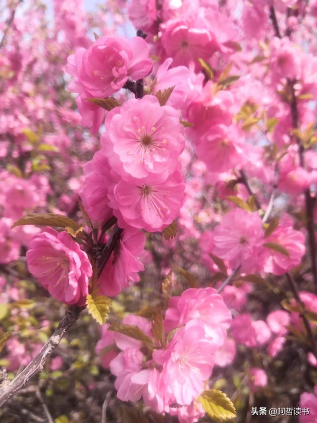 春光明媚，粉红的榆叶梅正芳菲，美美的令人陶醉