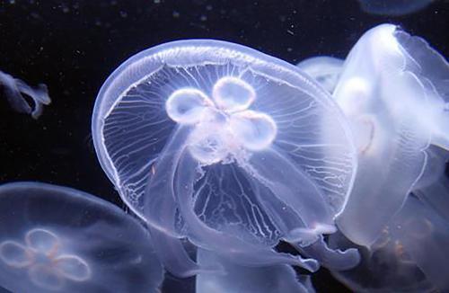 水母图片