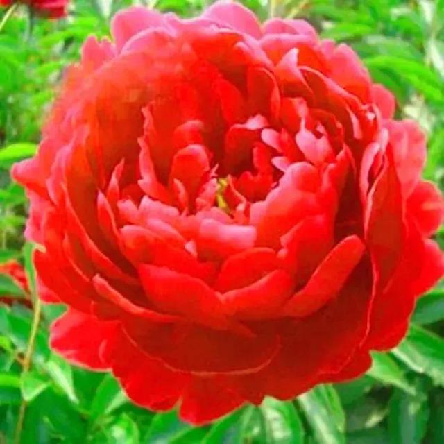 牡丹、芍药大比拼，到底谁最美