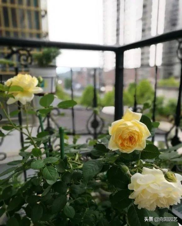 月季花怎么养