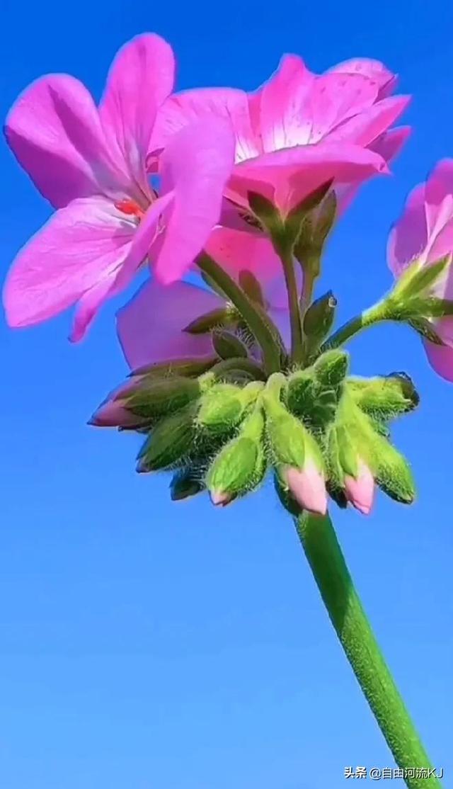 鲜花盛开，姹紫嫣红，争奇斗艳，美不胜收