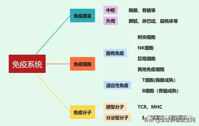 免疫力才是對抗癌癥的利器！五大調節方式快收藏