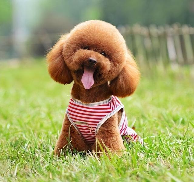 养泰迪犬的注意事项:(1)泰迪犬聪明可爱,宠物主要注重对它的教育.