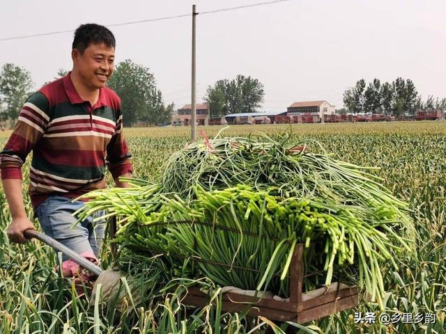 大蒜收获在即，今年大蒜是“狠”还是“贱”，蒜农要有定力