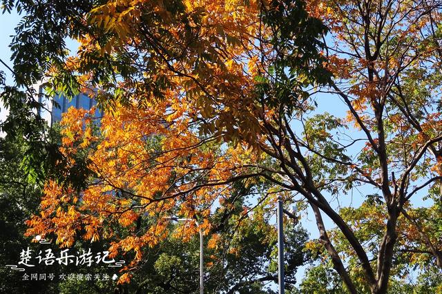 身爲5A景區卻堅持免費，秋色斑斓到處如畫，甯波這個景點讓人驚豔