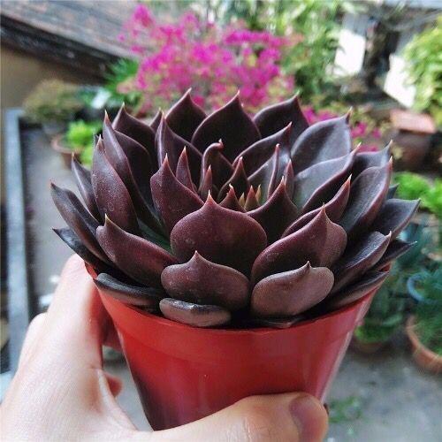 多肉植物品种