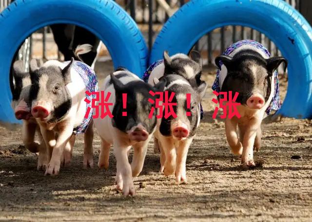 猪价一举突破7元！单日涨幅高达近1元，猪价“破8”一触即发？