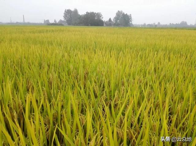 种植洁田稻用一次除草剂能除尽杂草？有较强耐受性的杂草除不掉