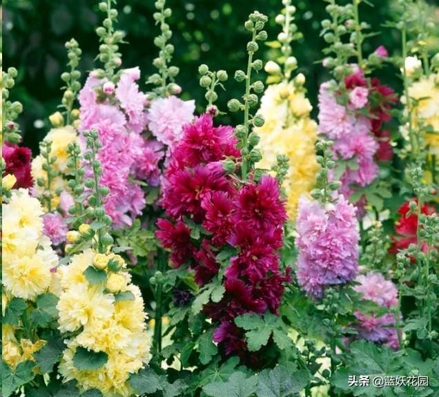 蜀葵 蜀葵（蜀葵几月开花） 生活