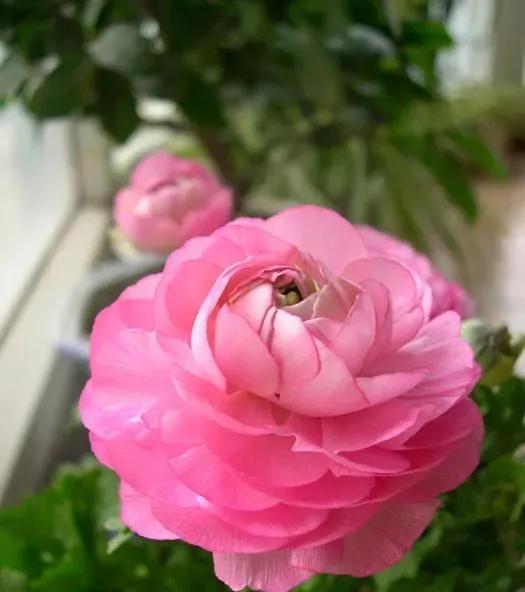 美丽的鲜花，姹紫嫣红，芬芳扑鼻，令人心情愉悦