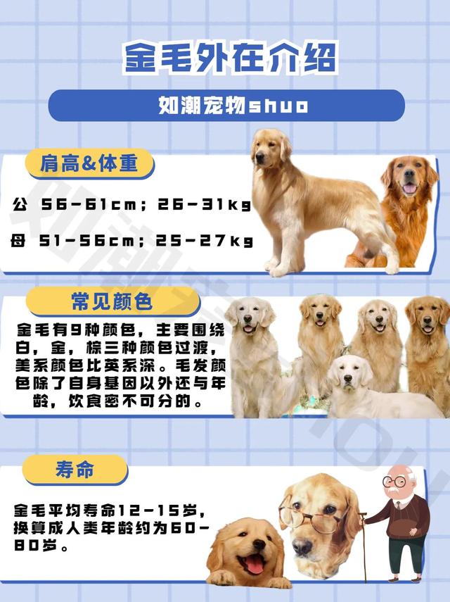 金毛寻回犬掉毛程度