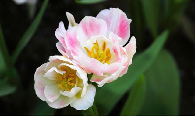 海芋花 海芋花（海芋花花语） 生活