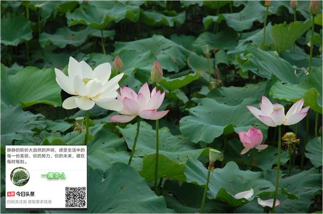「优秀小诗」尽情挥泪