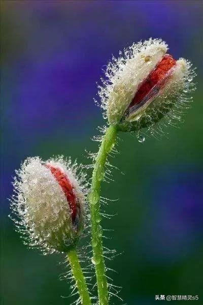 花儿在灿烂地微笑，鸟儿在快乐地欢叫，我的心情，像吃了蜜一样甜