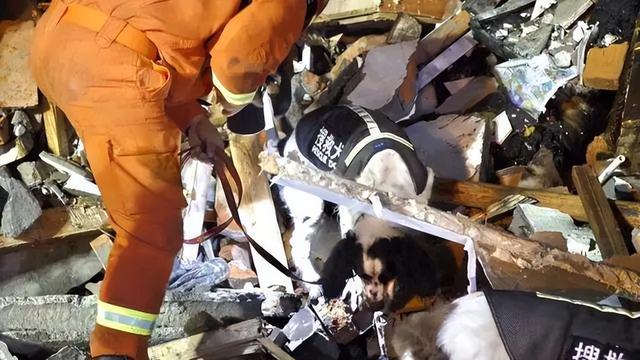 搜救犬多厉害？500平方米1滴血，搜救犬用时87秒就找到
