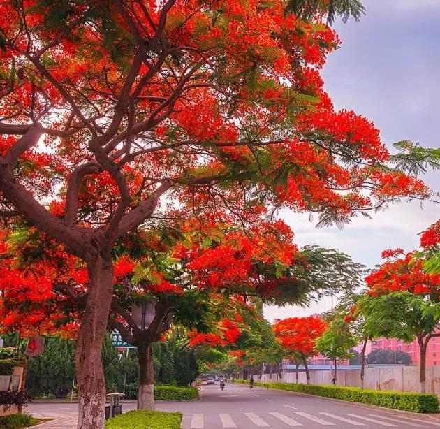 凤凰花花语