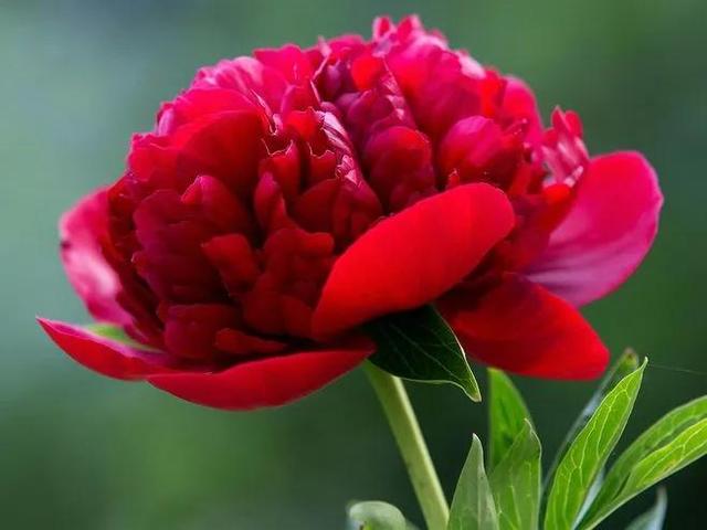 花的世界，芬芳美丽；醉了眼眸，美了心情