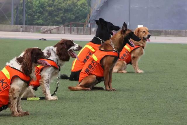 明明有生命探测仪，为何搜救犬仍必不可少？