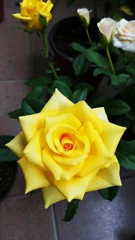 金香玉～灌木切花月季