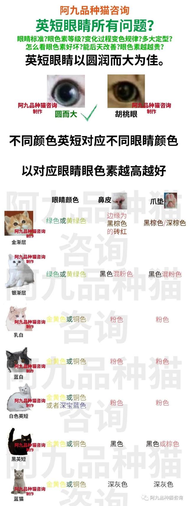 灰兔的眼睛是什么颜色