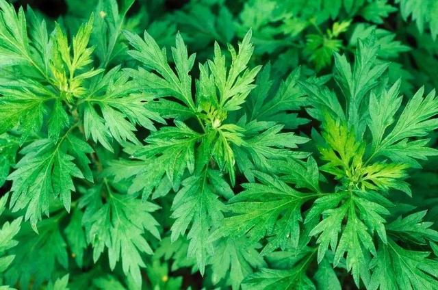 驱蚊草 驱蚊草（驱蚊草图片） 生活