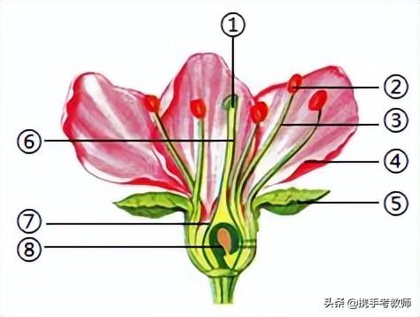花的各个部位发育成什么 花的结构图解以及发育成什么 东哥百科