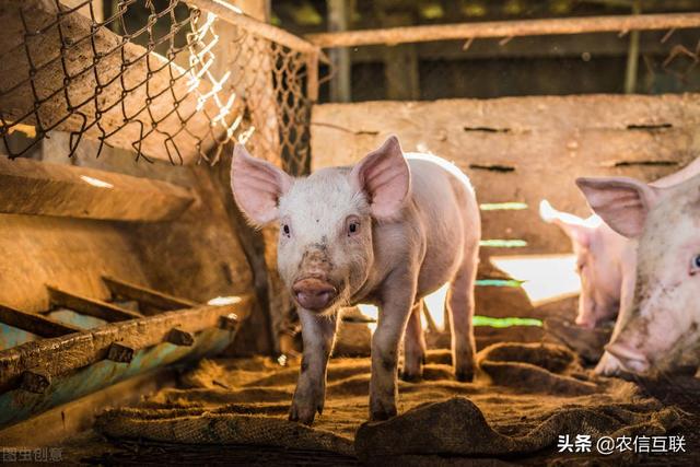 今日猪价行情｜猪价破7冲8，盈利时代提前来了！出栏还是压栏？