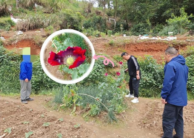 “禁种令”继续执行，禁种名单有哪些作物？官方支持种植哪些作物