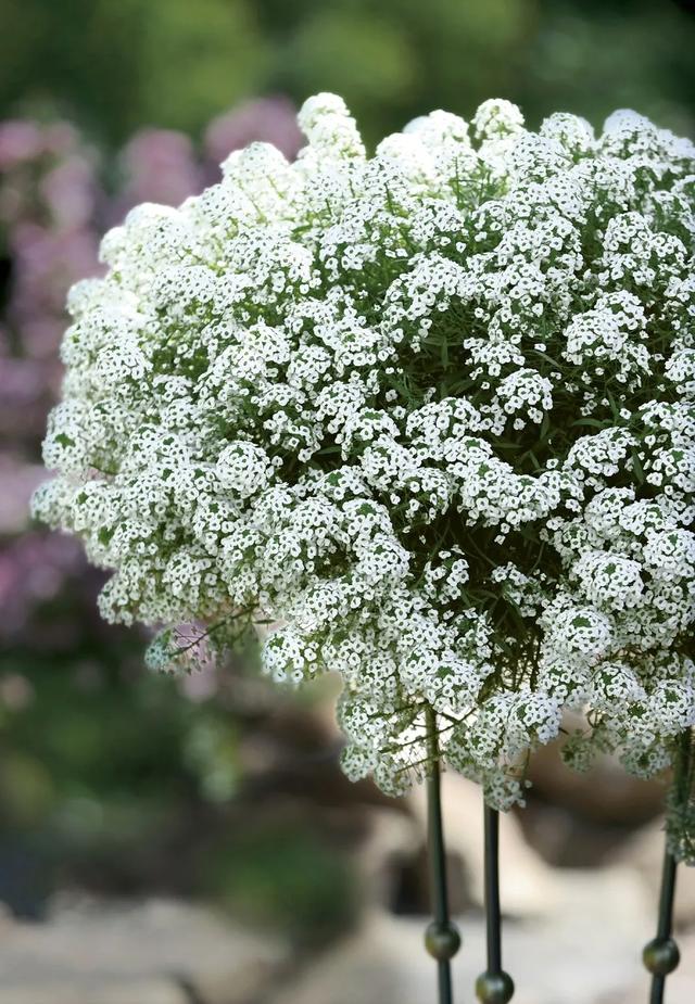 香雪海花期图片