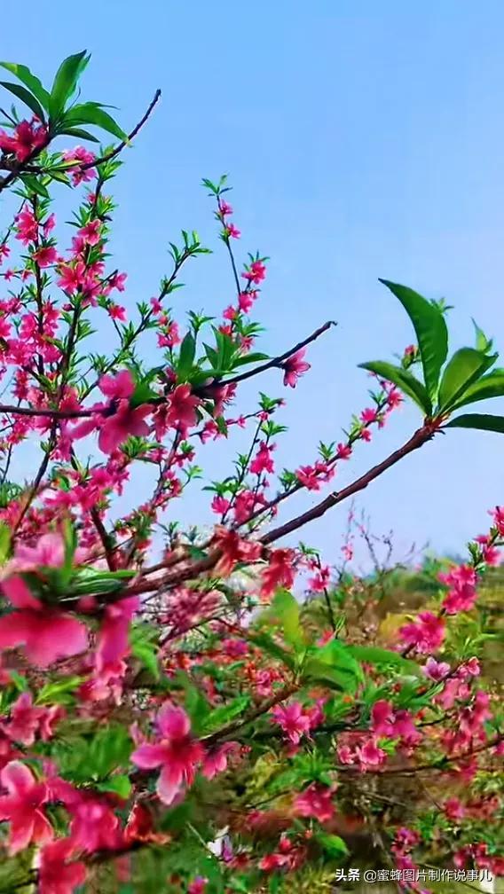 春花烂漫，竞相绽放，鸟语花香