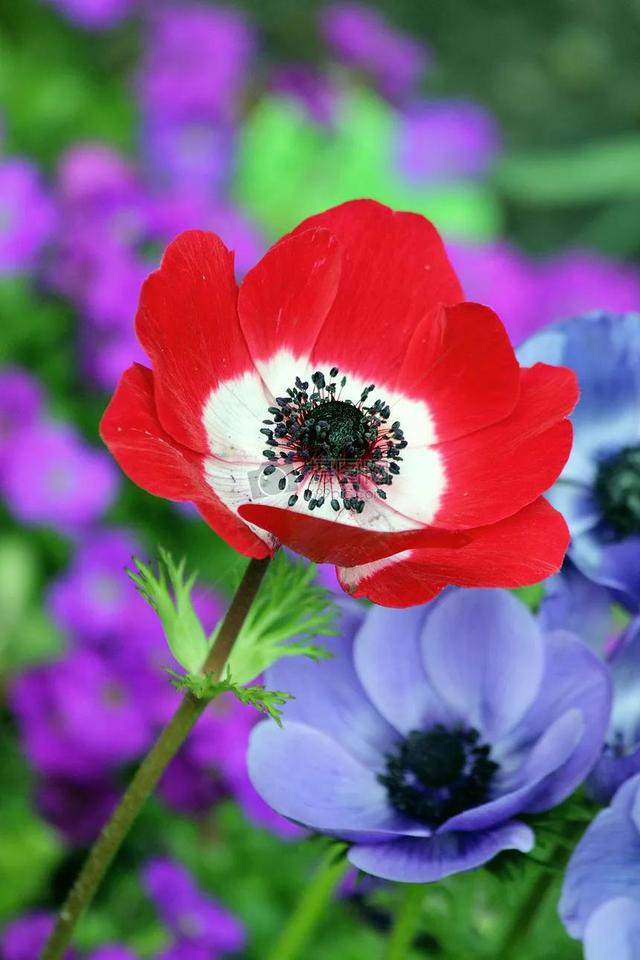 分享图片，百花盛开，五彩缤纷，太美了！令人心情无比愉悦