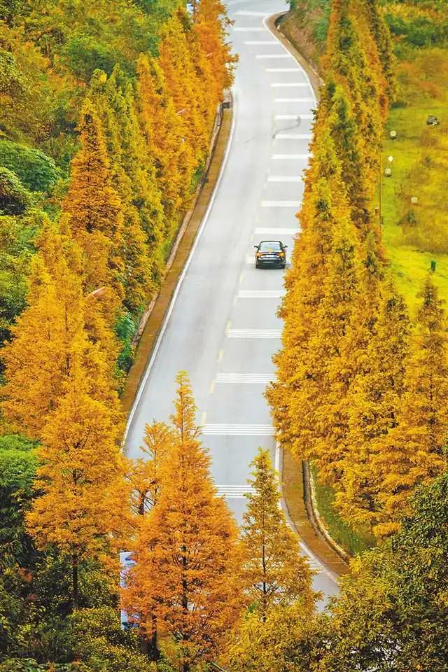 冬日，重慶美景圖鑒
