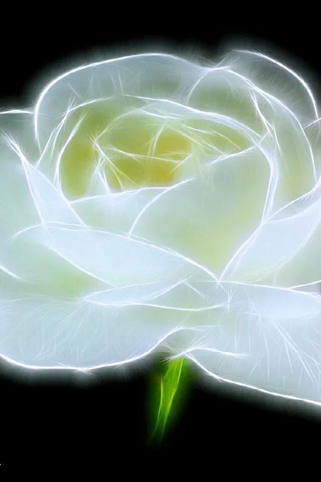 白玫瑰 白玫瑰（白玫瑰花语） 植物