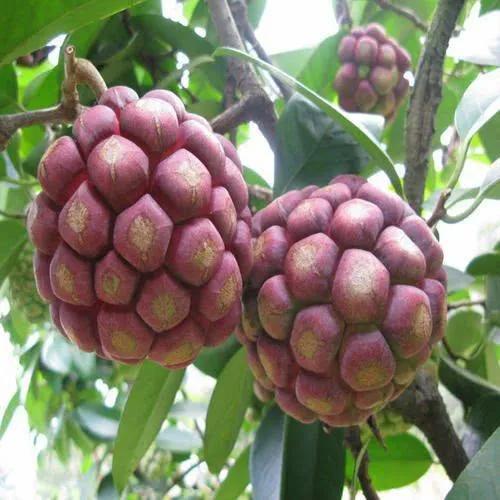 水果名字大全集100种50种罕见水果