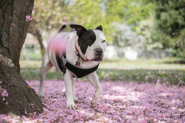 比特犬藏獒 比特犬藏獒（比特犬斗狗全新视频） 动物