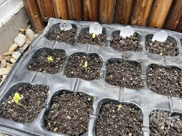 你在家种花种菜，这两位“卖土”做成大生意，公司估值10亿