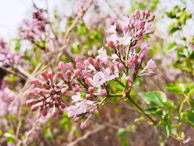 丁香花又开