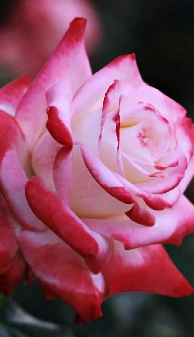 花的世界，芬芳美丽；醉了眼眸，美了心情