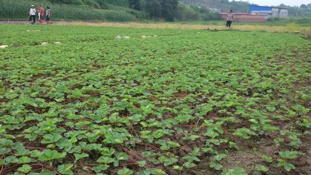 草莓烂根死苗的主要原因和解决方案7