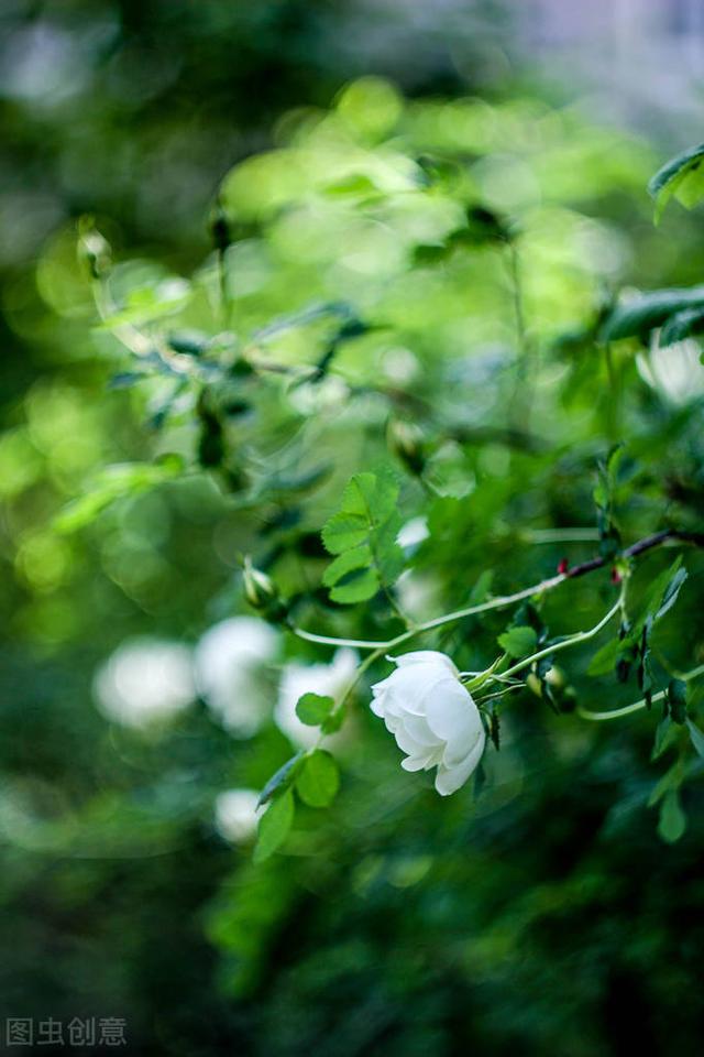 五月：花事未央，时光微芒，愿心中无事，愿盛夏无忧