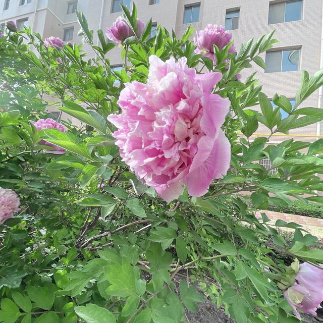 春日无尘日 晴好光明媚 百花开灿烂 万物显生机 元姆