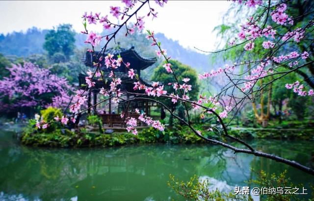 人间四月天：静候一树树花开，抓住春的尾巴，别有一番诗意