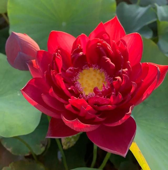 鲜艳夺目的花朵，美了眼，醉了心，忘掉了烦恼