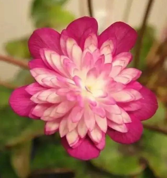 雪割草一一与樱花齐名 新闻时间