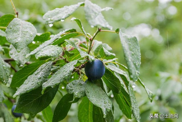 梅雨季节是什么时候