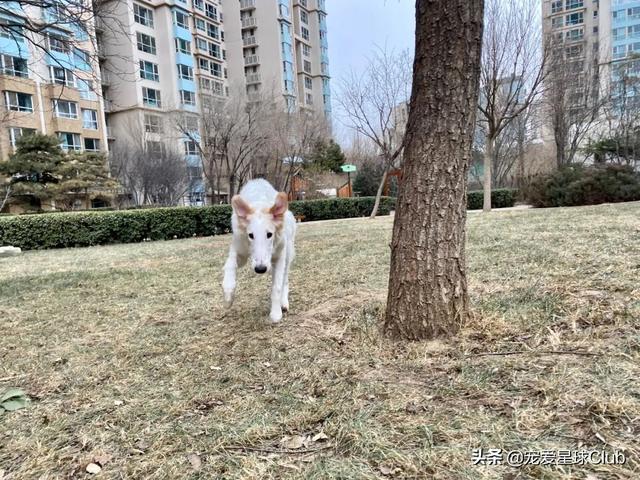 俄罗斯狼犬