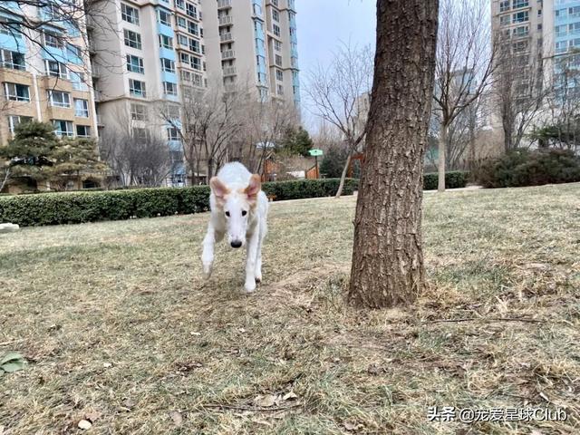 俄罗斯狼犬 俄罗斯狼犬（俄罗斯狼犬守护神） 动物