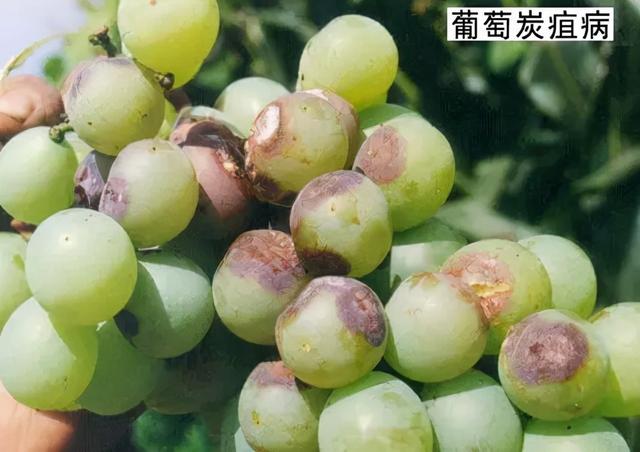 自家种植的葡萄烂果怎么办？