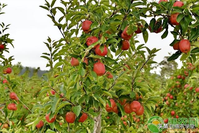 4月苹果树种植管理要点