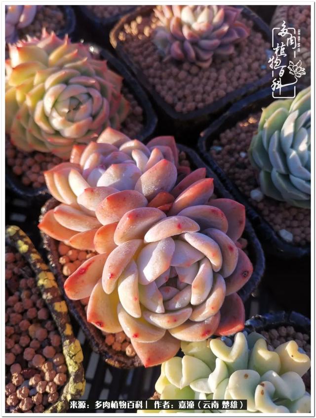 玉蝶铜芯电线价格表4平方,玉蝶铜芯线今日价格